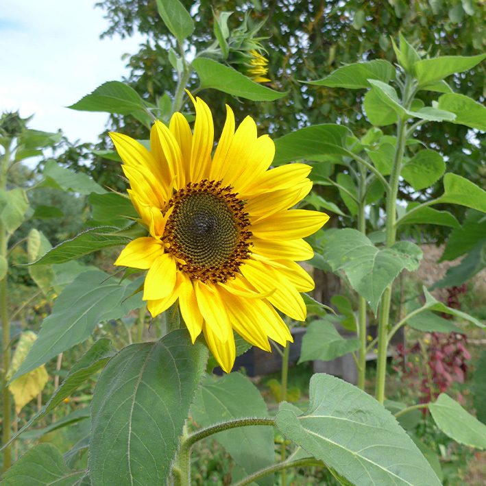 Sonnenblume im Klimagarten